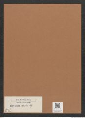 Navicula elliptica Ktz. (de-Toni-Nr.: Genus 1, Species 298) Zeichnungen Sammlung Grunow Mappe 00241 (Herbarium_W_Grunow_drawings_Folder_00241)